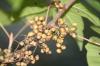 <img100*0:stuff/z/73640/Summer%2520End%2520-%2520Fall%2520Beginning%2520Plants/i1256875069_17.jpg>