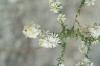 <img100*0:stuff/z/73640/Summer%2520End%2520-%2520Fall%2520Beginning%2520Plants/i1256875069_18.jpg>