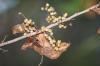 <img100*0:stuff/z/73640/Summer%2520End%2520-%2520Fall%2520Beginning%2520Plants/i1256875069_20.jpg>