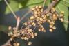 <img100*0:stuff/z/73640/Summer%2520End%2520-%2520Fall%2520Beginning%2520Plants/i1256875069_21.jpg>