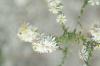<img100*0:stuff/z/73640/Summer%2520End%2520-%2520Fall%2520Beginning%2520Plants/i1256875069_22.jpg>