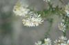 <img100*0:stuff/z/73640/Summer%2520End%2520-%2520Fall%2520Beginning%2520Plants/i1256875069_25.jpg>