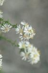 <img100*0:stuff/z/73640/Summer%2520End%2520-%2520Fall%2520Beginning%2520Plants/i1256875070_28.jpg>
