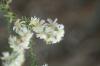 <img100*0:stuff/z/73640/Summer%2520End%2520-%2520Fall%2520Beginning%2520Plants/i1256875070_29.jpg>