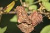<img100*0:stuff/z/73640/Summer%2520End%2520-%2520Fall%2520Beginning%2520Plants/i1256875070_30.jpg>