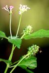 <img100*0:stuff/z/73640/Summer%2520End%2520-%2520Fall%2520Beginning%2520Plants/i1256876926_3.jpg>