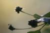 <img100*0:stuff/z/73640/Summer%2520End%2520-%2520Fall%2520Beginning%2520Plants/i1256876926_4.jpg>
