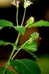 <img100*0:stuff/z/73640/Summer%2520End%2520-%2520Fall%2520Beginning%2520Plants/i1256876926_8.jpg>