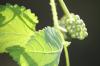 <img100*0:stuff/z/73640/Summer%2520End%2520-%2520Fall%2520Beginning%2520Plants/i1256876927_10.jpg>