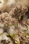 <img100*0:stuff/z/73640/Summer%2520End%2520-%2520Fall%2520Beginning%2520Plants/i1256876927_12.jpg>