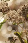 <img100*0:stuff/z/73640/Summer%2520End%2520-%2520Fall%2520Beginning%2520Plants/i1256876927_17.jpg>
