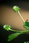 <img100*0:stuff/z/73640/Summer%2520End%2520-%2520Fall%2520Beginning%2520Plants/i1256876927_18.jpg>