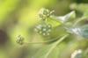 <img100*0:stuff/z/73640/Summer%2520End%2520-%2520Fall%2520Beginning%2520Plants/i1256876927_19.jpg>