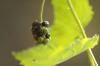 <img100*0:stuff/z/73640/Summer%2520End%2520-%2520Fall%2520Beginning%2520Plants/i1256876927_20.jpg>