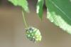 <img100*0:stuff/z/73640/Summer%2520End%2520-%2520Fall%2520Beginning%2520Plants/i1256876927_21.jpg>