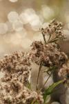 <img100*0:stuff/z/73640/Summer%2520End%2520-%2520Fall%2520Beginning%2520Plants/i1256876927_22.jpg>