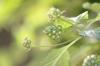 <img100*0:stuff/z/73640/Summer%2520End%2520-%2520Fall%2520Beginning%2520Plants/i1256876927_24.jpg>