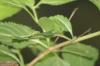 <img100*0:stuff/z/73640/Summer%2520End%2520-%2520Fall%2520Beginning%2520Plants/i1256876927_30.jpg>