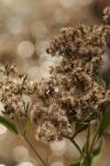 <img100*0:stuff/z/73640/Summer%2520End%2520-%2520Fall%2520Beginning%2520Plants/i1256876927_32.jpg>