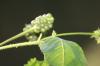 <img100*0:stuff/z/73640/Summer%2520End%2520-%2520Fall%2520Beginning%2520Plants/i1256876928_35.jpg>