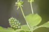 <img100*0:stuff/z/73640/Summer%2520End%2520-%2520Fall%2520Beginning%2520Plants/i1256876928_39.jpg>