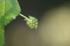 <img100*0:stuff/z/73640/Summer%2520End%2520-%2520Fall%2520Beginning%2520Plants/i1256876928_40.jpg>