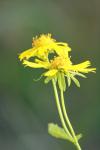 <img100*0:stuff/z/73640/Summer%2520End%2520-%2520Fall%2520Beginning%2520Plants/i1256877820_13.jpg>