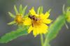 <img100*0:stuff/z/73640/Summer%2520End%2520-%2520Fall%2520Beginning%2520Plants/i1256877820_15.jpg>