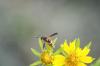 <img100*0:stuff/z/73640/Summer%2520End%2520-%2520Fall%2520Beginning%2520Plants/i1256877820_16.jpg>