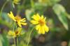 <img100*0:stuff/z/73640/Summer%2520End%2520-%2520Fall%2520Beginning%2520Plants/i1256877820_22.jpg>