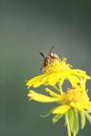 <img100*0:stuff/z/73640/Summer%2520End%2520-%2520Fall%2520Beginning%2520Plants/i1256877820_23.jpg>