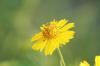 <img100*0:stuff/z/73640/Summer%2520End%2520-%2520Fall%2520Beginning%2520Plants/i1256877821_29.jpg>