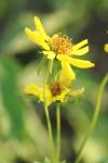 <img100*0:stuff/z/73640/Summer%2520End%2520-%2520Fall%2520Beginning%2520Plants/i1256877821_31.jpg>