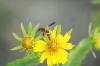 <img100*0:stuff/z/73640/Summer%2520End%2520-%2520Fall%2520Beginning%2520Plants/i1256877822_34.jpg>
