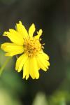 <img100*0:stuff/z/73640/Summer%2520End%2520-%2520Fall%2520Beginning%2520Plants/i1256877822_35.jpg>