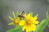 <img100*0:stuff/z/73640/Summer%2520End%2520-%2520Fall%2520Beginning%2520Plants/i1256877822_38.jpg>