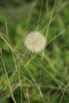 <img100*0:stuff/z/73640/Summer%2520End%2520-%2520Fall%2520Beginning%2520Plants/i1258608738_1.jpg>