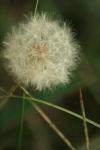 <img100*0:stuff/z/73640/Summer%2520End%2520-%2520Fall%2520Beginning%2520Plants/i1258608738_10.jpg>