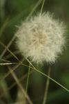 <img100*0:stuff/z/73640/Summer%2520End%2520-%2520Fall%2520Beginning%2520Plants/i1258608738_3.jpg>