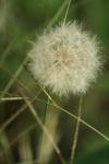 <img100*0:stuff/z/73640/Summer%2520End%2520-%2520Fall%2520Beginning%2520Plants/i1258608738_4.jpg>