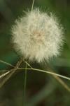 <img100*0:stuff/z/73640/Summer%2520End%2520-%2520Fall%2520Beginning%2520Plants/i1258608738_5.jpg>