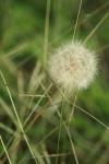 <img100*0:stuff/z/73640/Summer%2520End%2520-%2520Fall%2520Beginning%2520Plants/i1258608738_8.jpg>
