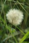 <img100*0:stuff/z/73640/Summer%2520End%2520-%2520Fall%2520Beginning%2520Plants/i1258608739_11.jpg>