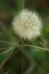 <img100*0:stuff/z/73640/Summer%2520End%2520-%2520Fall%2520Beginning%2520Plants/i1258608739_12.jpg>