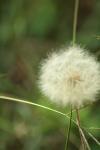 <img100*0:stuff/z/73640/Summer%2520End%2520-%2520Fall%2520Beginning%2520Plants/i1258608739_13.jpg>