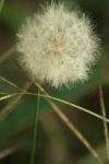 <img100*0:stuff/z/73640/Summer%2520End%2520-%2520Fall%2520Beginning%2520Plants/i1258608739_16.jpg>