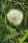 <img100*0:stuff/z/73640/Summer%2520End%2520-%2520Fall%2520Beginning%2520Plants/i1258608739_17.jpg>