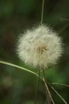 <img100*0:stuff/z/73640/Summer%2520End%2520-%2520Fall%2520Beginning%2520Plants/i1258608739_19.jpg>