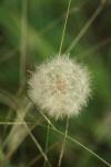 <img100*0:stuff/z/73640/Summer%2520End%2520-%2520Fall%2520Beginning%2520Plants/i1258608739_20.jpg>
