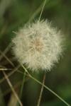 <img100*0:stuff/z/73640/Summer%2520End%2520-%2520Fall%2520Beginning%2520Plants/i1258608739_21.jpg>